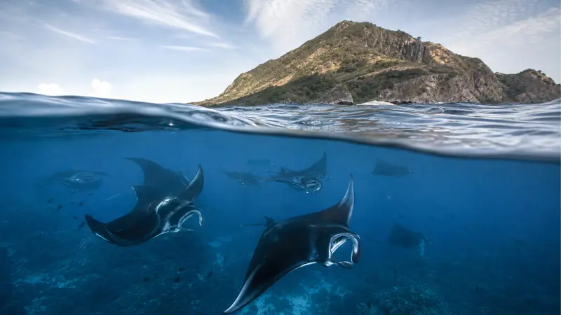 Petualangan Manta Mayhem: Menyusuri Dunia Bawah Laut yang Menegangkan
